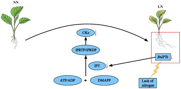 https://cdn.ncbi.nlm.nih.gov/pmc/blobs/6045/10255845/10ae4e0fc749/plants-12-02166-g012.jpg