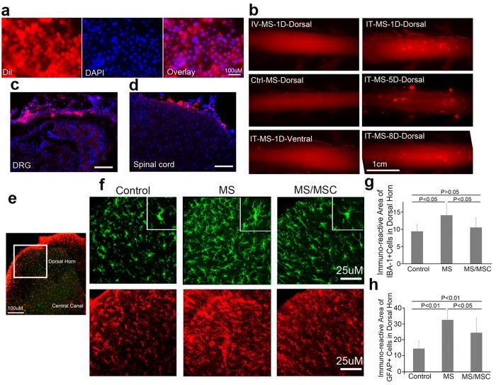 https://cdn.ncbi.nlm.nih.gov/pmc/blobs/6047/4995471/c6f32bc9e78d/srep32096-f4.jpg