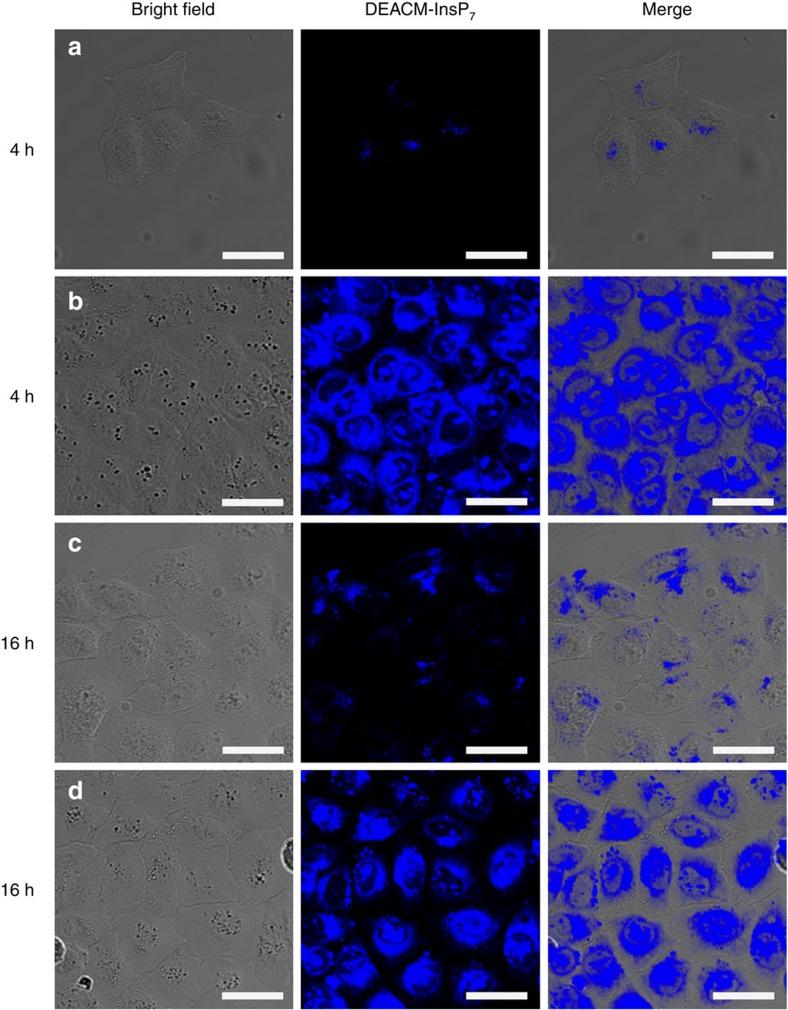 https://cdn.ncbi.nlm.nih.gov/pmc/blobs/6049/4743007/e07d106a843e/ncomms10622-f5.jpg