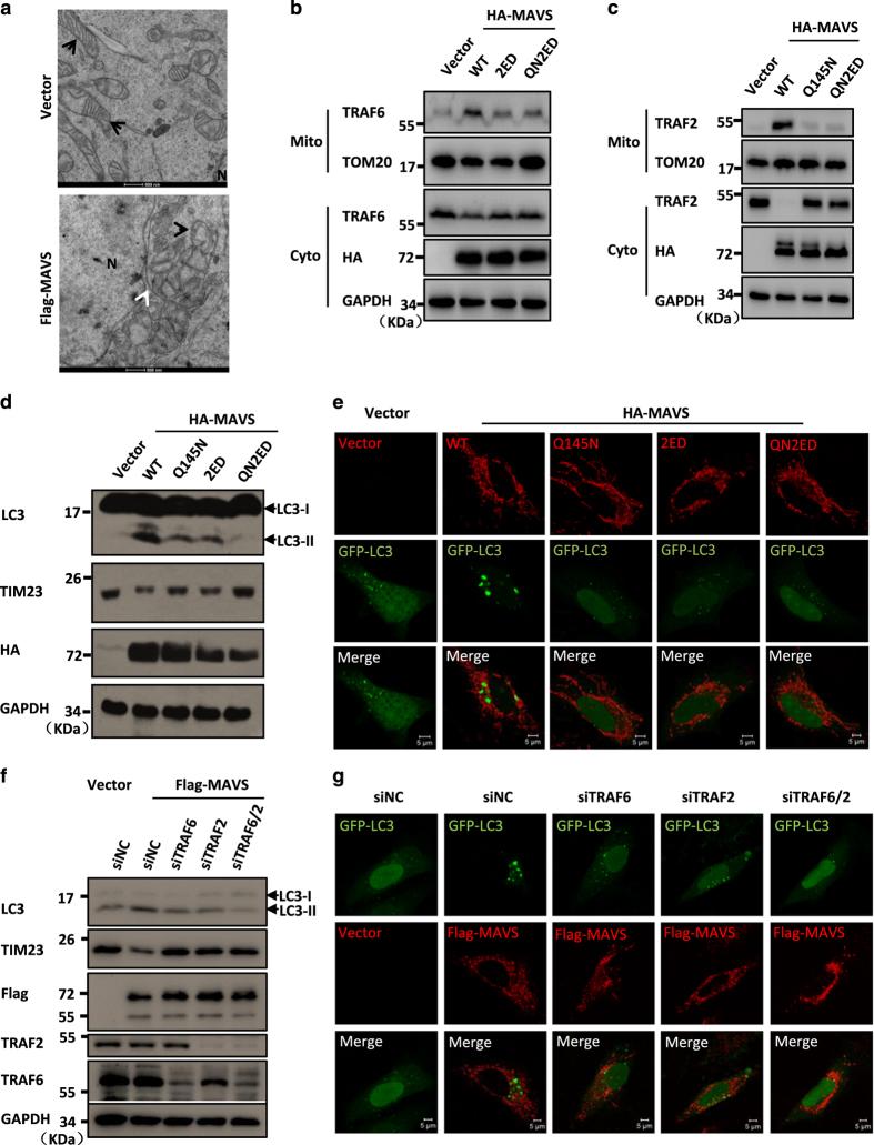 https://cdn.ncbi.nlm.nih.gov/pmc/blobs/604a/4986202/39cd504a8a1a/celldisc201624-f5.jpg