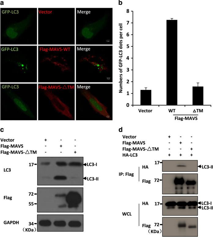 https://cdn.ncbi.nlm.nih.gov/pmc/blobs/604a/4986202/57dafb83c1d4/celldisc201624-f3.jpg