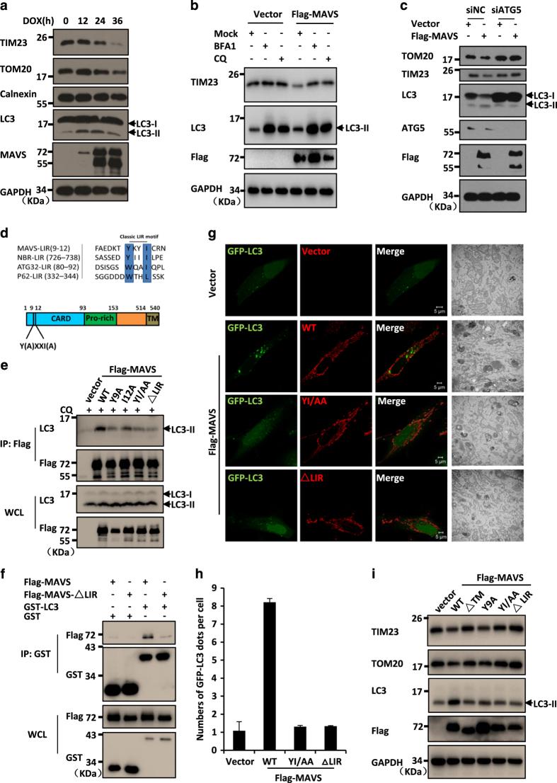 https://cdn.ncbi.nlm.nih.gov/pmc/blobs/604a/4986202/685993b6f11b/celldisc201624-f4.jpg