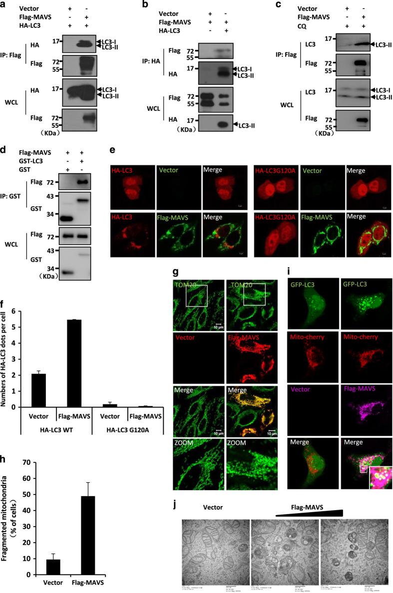https://cdn.ncbi.nlm.nih.gov/pmc/blobs/604a/4986202/71c7ef1a4696/celldisc201624-f1.jpg