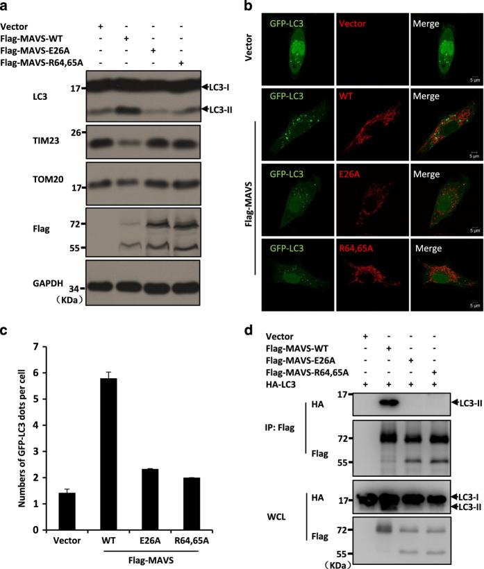 https://cdn.ncbi.nlm.nih.gov/pmc/blobs/604a/4986202/9208a3bccf38/celldisc201624-f6.jpg