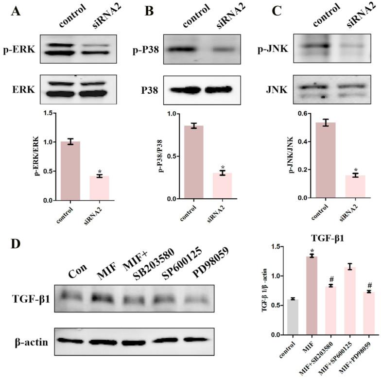 https://cdn.ncbi.nlm.nih.gov/pmc/blobs/604a/8120472/303c12e51164/ijbsv17p1837g007.jpg