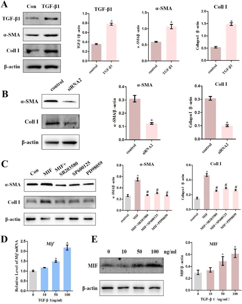 https://cdn.ncbi.nlm.nih.gov/pmc/blobs/604a/8120472/4d80adfe1cab/ijbsv17p1837g008.jpg