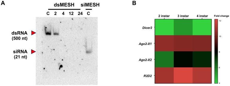 https://cdn.ncbi.nlm.nih.gov/pmc/blobs/604b/12075318/035aeb5e9736/finsc-05-1574585-g004.jpg