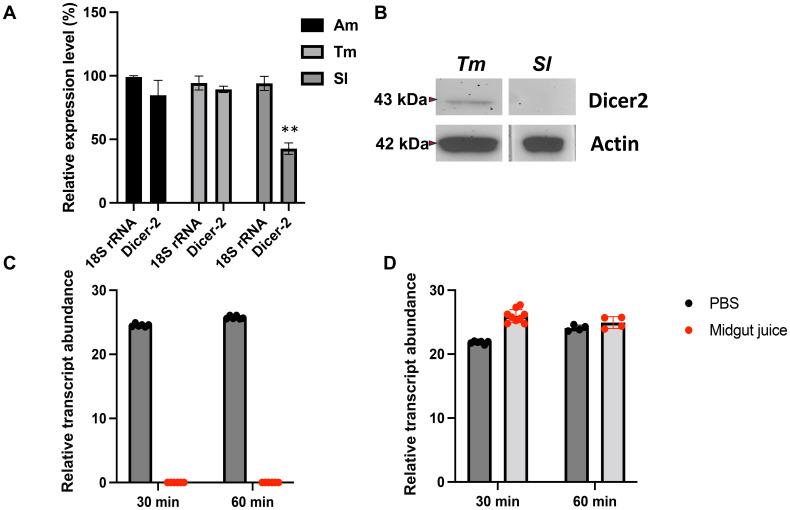 https://cdn.ncbi.nlm.nih.gov/pmc/blobs/604b/12075318/f5fbe7313653/finsc-05-1574585-g005.jpg