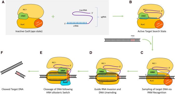 https://cdn.ncbi.nlm.nih.gov/pmc/blobs/604b/9177915/58b126cc0d6a/12672_2022_509_Fig2_HTML.jpg