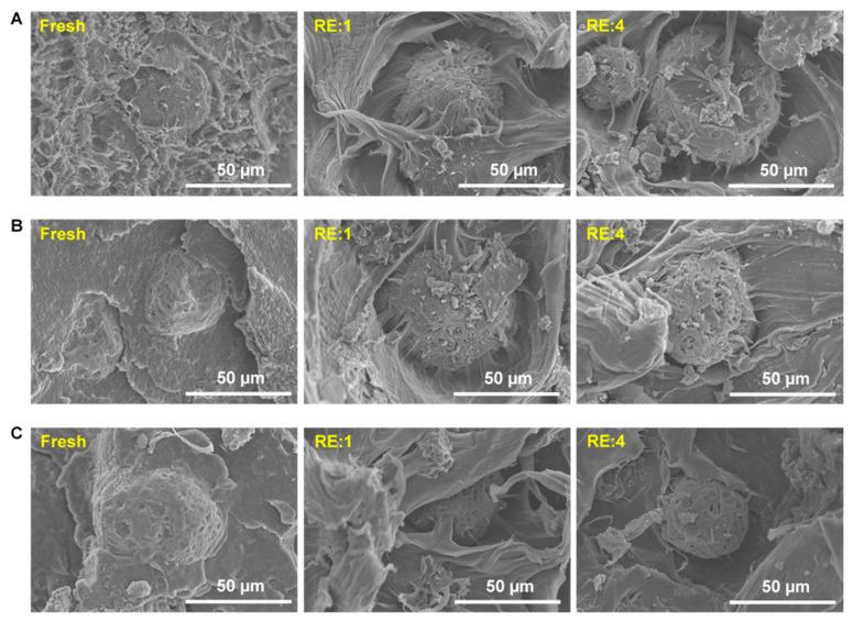 https://cdn.ncbi.nlm.nih.gov/pmc/blobs/604d/8399925/60d6a0463381/polymers-13-02836-g005.jpg