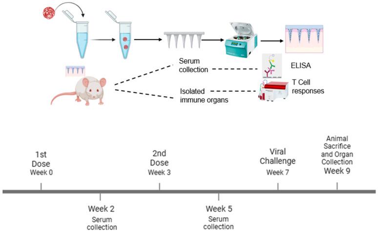 https://cdn.ncbi.nlm.nih.gov/pmc/blobs/6056/12030082/0df46e9a9b7a/pharmaceutics-17-00510-g001.jpg