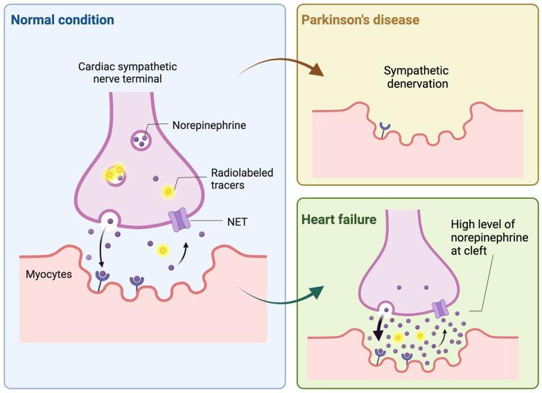 https://cdn.ncbi.nlm.nih.gov/pmc/blobs/6058/11155404/22aba90e1ffe/thnov14p3178g001.jpg