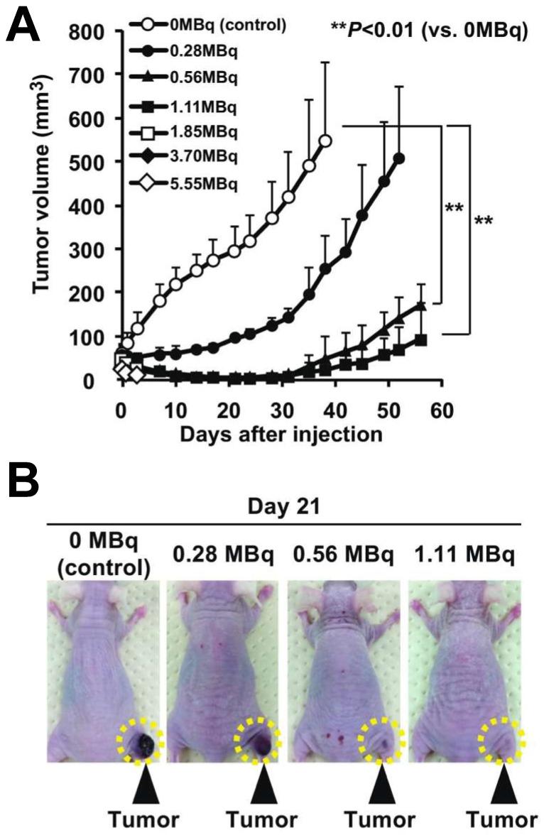 https://cdn.ncbi.nlm.nih.gov/pmc/blobs/6058/11155404/7435c0d16f52/thnov14p3178g006.jpg