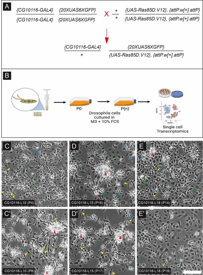 https://cdn.ncbi.nlm.nih.gov/pmc/blobs/6059/12405456/16d0a1bff85b/41598_2025_17336_Fig2_HTML.jpg