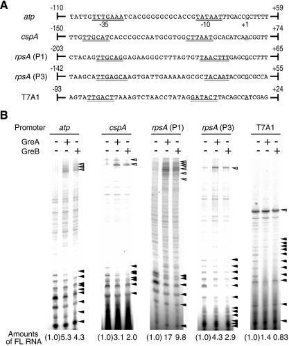 https://cdn.ncbi.nlm.nih.gov/pmc/blobs/605a/1413587/e8ede08ec519/mmi_5058_f4.jpg