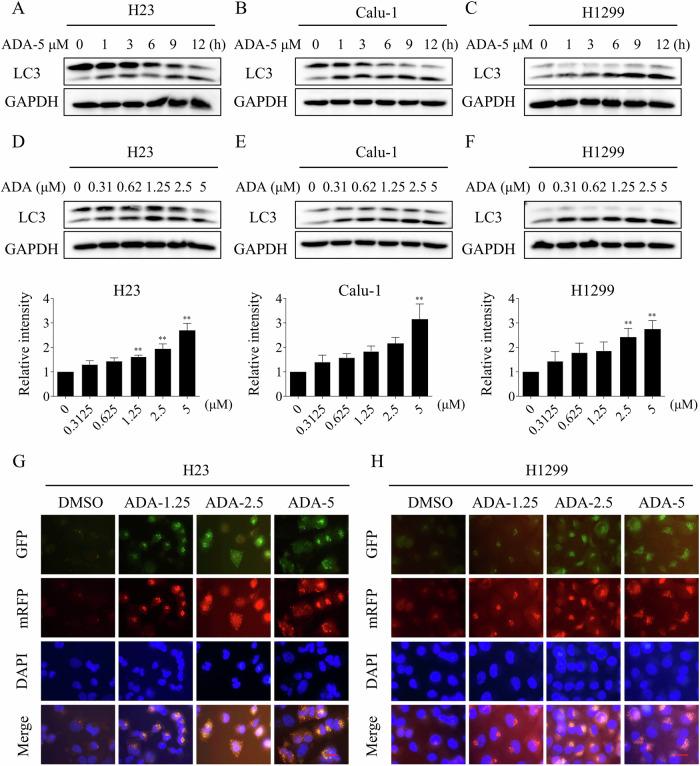 https://cdn.ncbi.nlm.nih.gov/pmc/blobs/605f/12316882/0143d61524fc/41420_2025_2657_Fig6_HTML.jpg