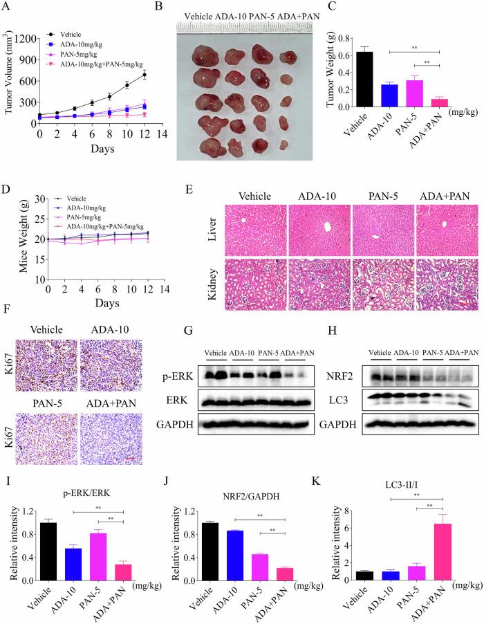 https://cdn.ncbi.nlm.nih.gov/pmc/blobs/605f/12316882/4e2085972128/41420_2025_2657_Fig10_HTML.jpg