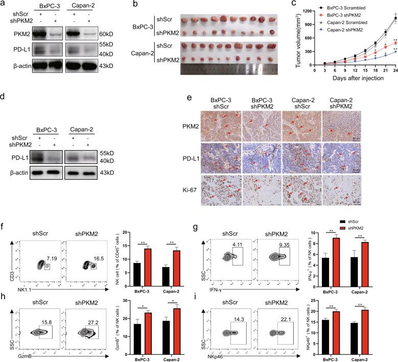 https://cdn.ncbi.nlm.nih.gov/pmc/blobs/605f/8816727/06065600a803/41388_2021_2133_Fig2_HTML.jpg