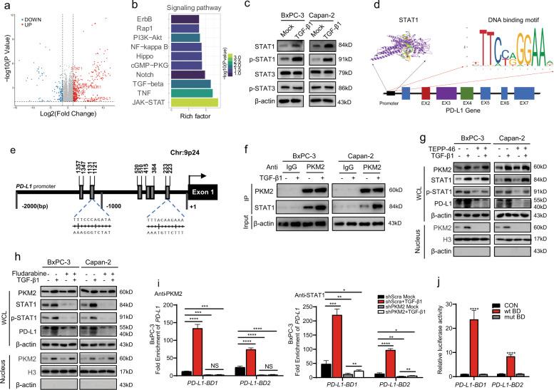 https://cdn.ncbi.nlm.nih.gov/pmc/blobs/605f/8816727/6160d3e0a4f2/41388_2021_2133_Fig5_HTML.jpg