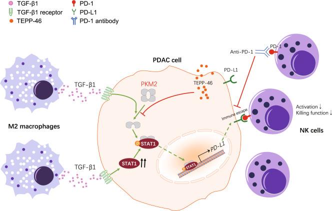 https://cdn.ncbi.nlm.nih.gov/pmc/blobs/605f/8816727/94966b1aaab8/41388_2021_2133_Fig8_HTML.jpg