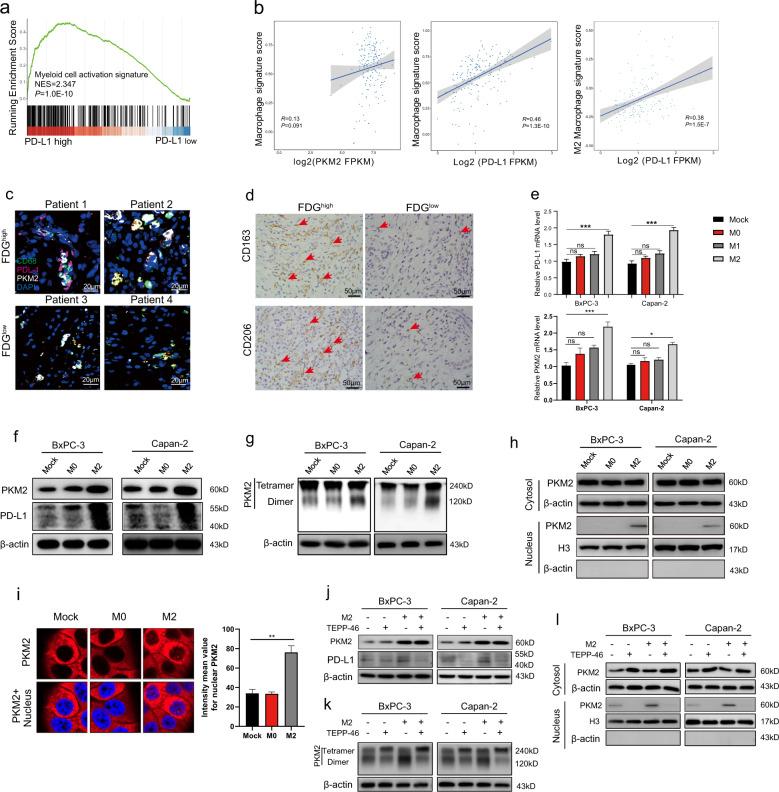 https://cdn.ncbi.nlm.nih.gov/pmc/blobs/605f/8816727/c5a5dc1f4bab/41388_2021_2133_Fig3_HTML.jpg