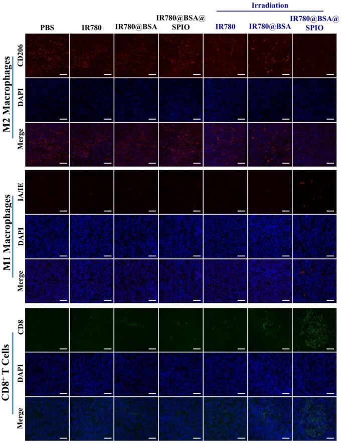 https://cdn.ncbi.nlm.nih.gov/pmc/blobs/6063/10548782/37936221db77/rbad073f6.jpg