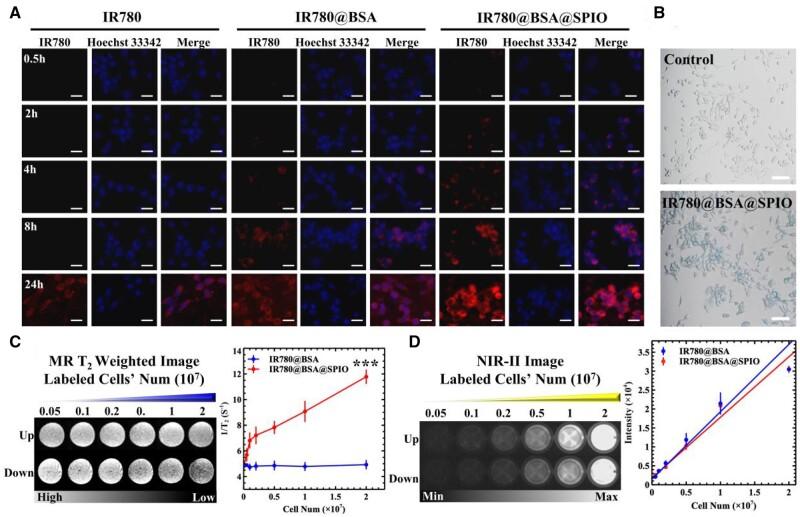 https://cdn.ncbi.nlm.nih.gov/pmc/blobs/6063/10548782/693c4308fbb4/rbad073f2.jpg