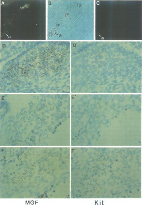 https://cdn.ncbi.nlm.nih.gov/pmc/blobs/6064/452938/2320e439141c/emboj00107-0104-a.jpg
