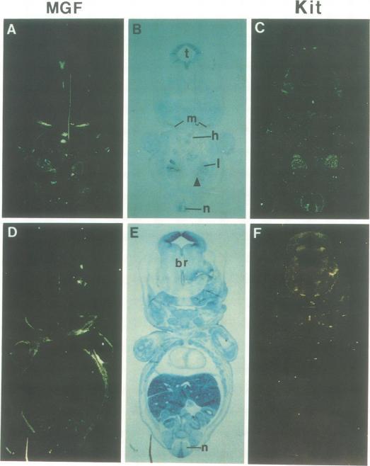 https://cdn.ncbi.nlm.nih.gov/pmc/blobs/6064/452938/4a0b1b225dee/emboj00107-0103-a.jpg