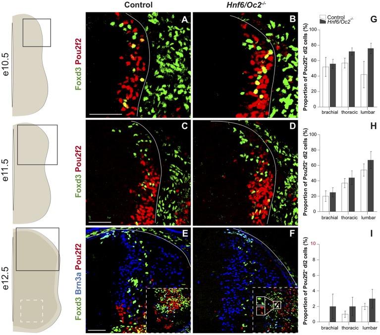 https://cdn.ncbi.nlm.nih.gov/pmc/blobs/6064/6853997/13af35be8397/fnmol-12-00263-g0002.jpg