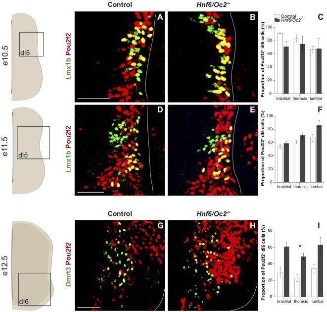 https://cdn.ncbi.nlm.nih.gov/pmc/blobs/6064/6853997/4a64975d8c89/fnmol-12-00263-g0004.jpg