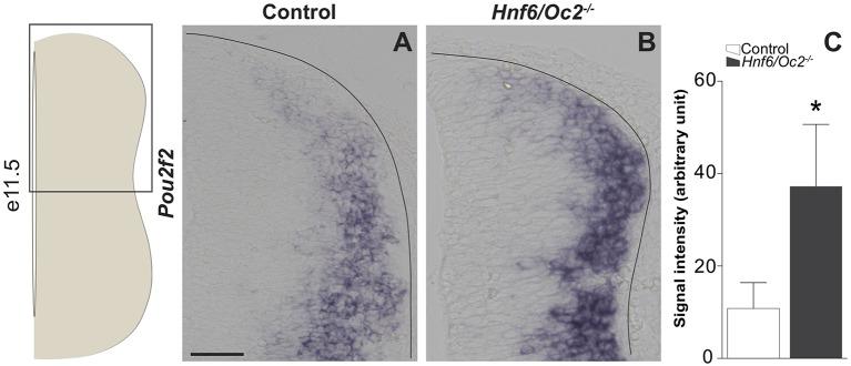 https://cdn.ncbi.nlm.nih.gov/pmc/blobs/6064/6853997/e98477471f1f/fnmol-12-00263-g0001.jpg