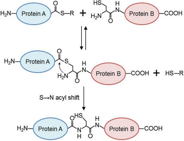 https://cdn.ncbi.nlm.nih.gov/pmc/blobs/6067/6141843/0f4dd8896184/40580_2017_103_Fig21_HTML.jpg