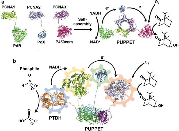 https://cdn.ncbi.nlm.nih.gov/pmc/blobs/6067/6141843/105e7b796490/40580_2017_103_Fig12_HTML.jpg