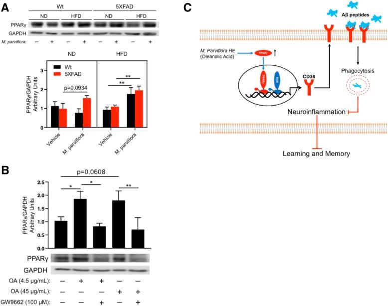 https://cdn.ncbi.nlm.nih.gov/pmc/blobs/6067/6617588/03208d88c47d/12974_2019_1515_Fig12_HTML.jpg