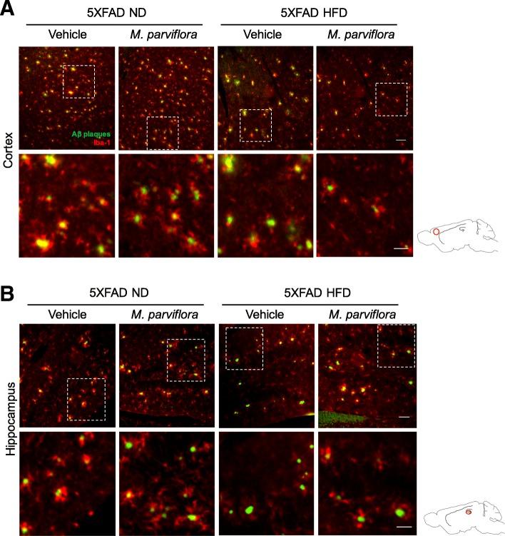 https://cdn.ncbi.nlm.nih.gov/pmc/blobs/6067/6617588/0e3fdd1dd717/12974_2019_1515_Fig7_HTML.jpg