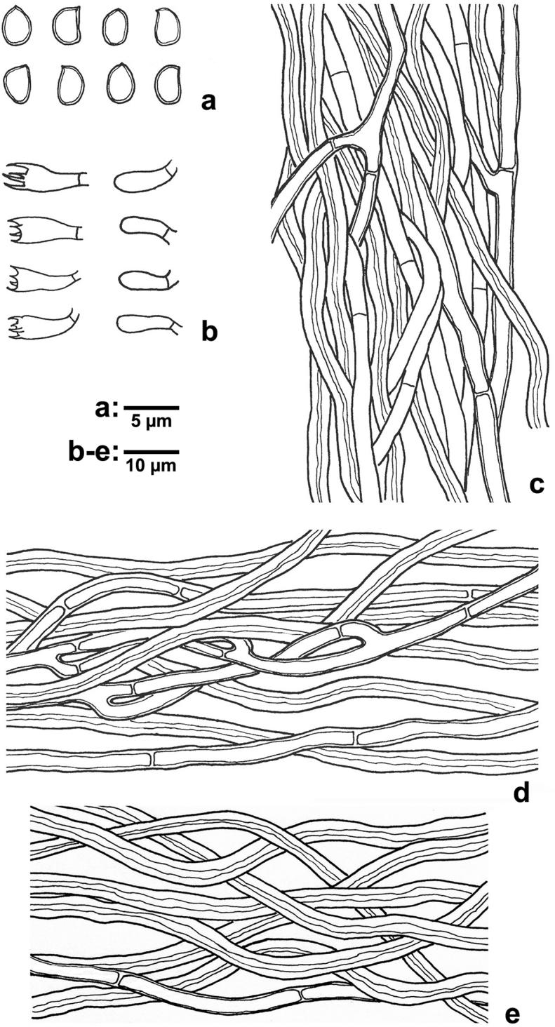 https://cdn.ncbi.nlm.nih.gov/pmc/blobs/6069/5904531/c14356a4ea3e/mycokeys-30-017-g003.jpg