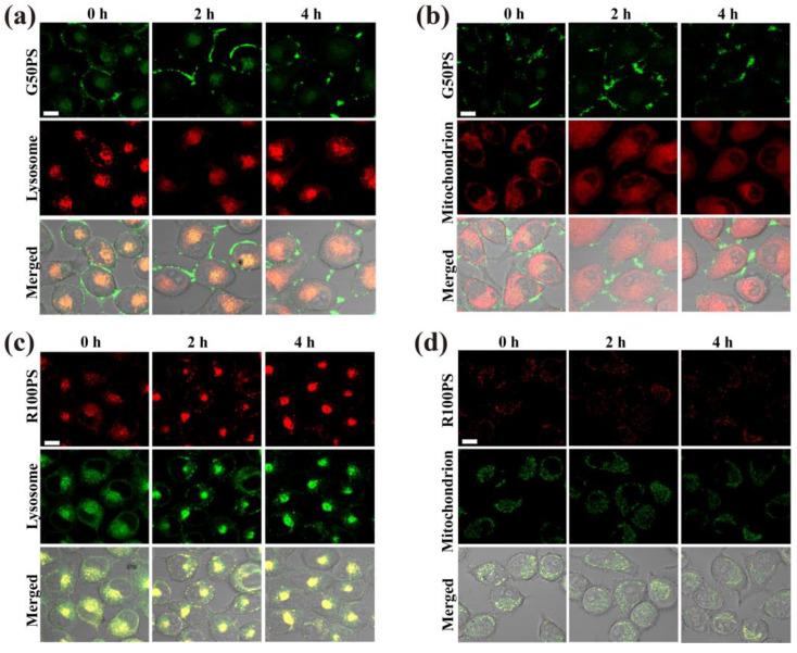 https://cdn.ncbi.nlm.nih.gov/pmc/blobs/6070/9824409/35ac77f8219a/nanomaterials-13-00084-g009.jpg