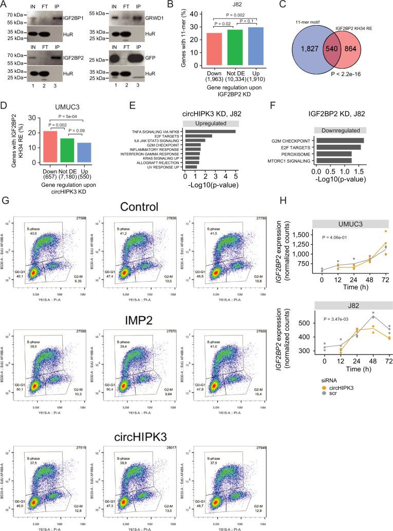https://cdn.ncbi.nlm.nih.gov/pmc/blobs/607a/11265796/0abfa41458ad/elife-91783-fig4-figsupp1.jpg
