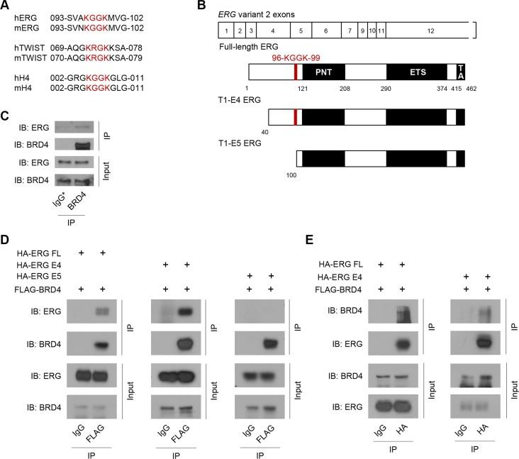 https://cdn.ncbi.nlm.nih.gov/pmc/blobs/607a/5122392/11950608c547/oncotarget-07-38319-g001.jpg