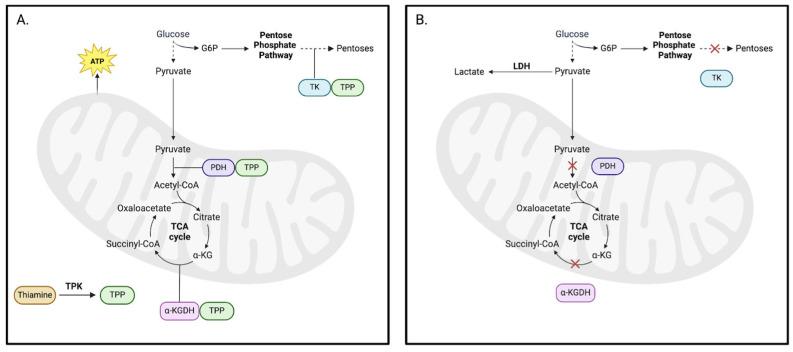 https://cdn.ncbi.nlm.nih.gov/pmc/blobs/607c/12286186/1bb347beb06e/pathophysiology-32-00034-g002.jpg