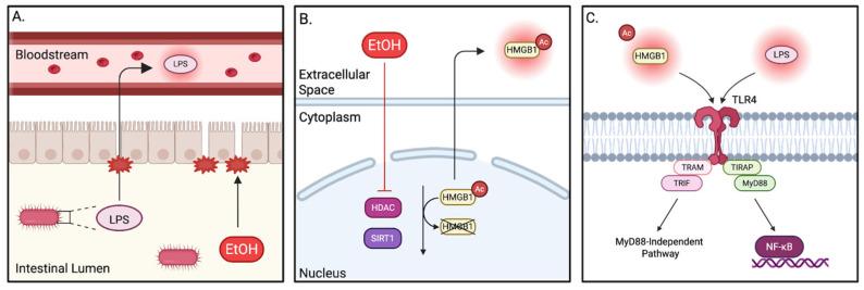 https://cdn.ncbi.nlm.nih.gov/pmc/blobs/607c/12286186/205f05e48ce4/pathophysiology-32-00034-g004.jpg