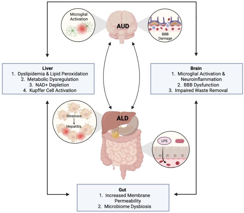 https://cdn.ncbi.nlm.nih.gov/pmc/blobs/607c/12286186/4484f7b1af3c/pathophysiology-32-00034-g001.jpg
