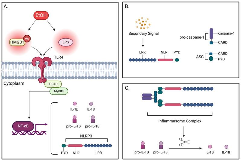 https://cdn.ncbi.nlm.nih.gov/pmc/blobs/607c/12286186/67a0a84c4efc/pathophysiology-32-00034-g005.jpg
