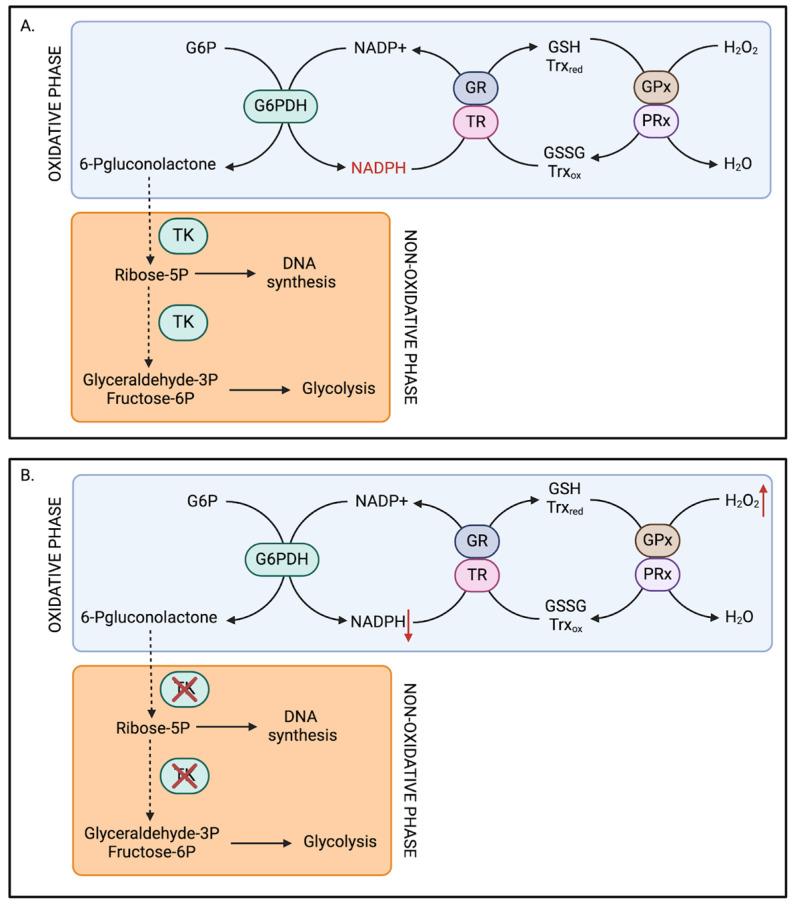 https://cdn.ncbi.nlm.nih.gov/pmc/blobs/607c/12286186/dbb97c2889f7/pathophysiology-32-00034-g003.jpg