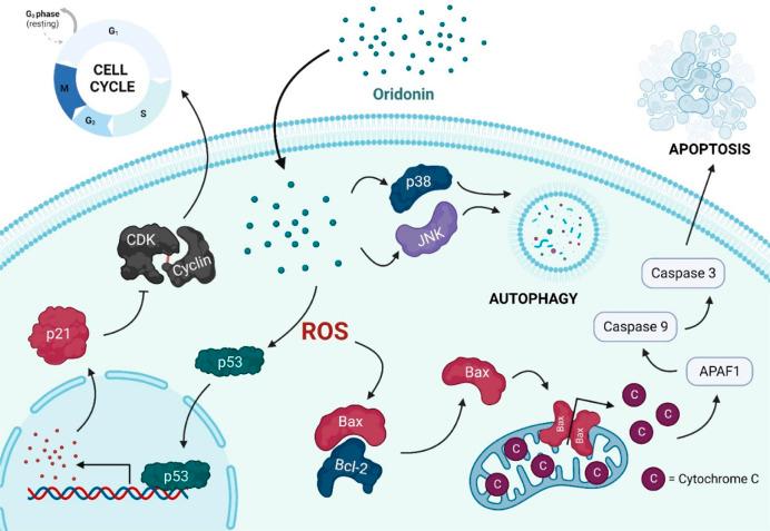 https://cdn.ncbi.nlm.nih.gov/pmc/blobs/607c/9947293/983563d768f9/fchem-11-1066280-g001.jpg