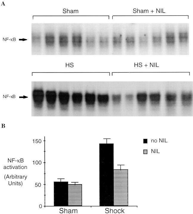 https://cdn.ncbi.nlm.nih.gov/pmc/blobs/607e/2212185/d141dd30e6bd/JEM971878.f3ab.jpg