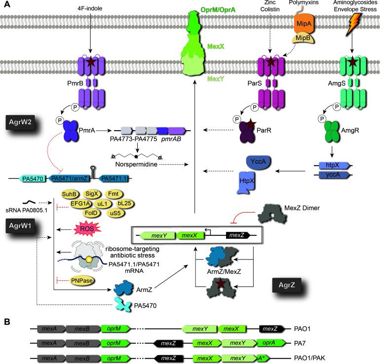https://cdn.ncbi.nlm.nih.gov/pmc/blobs/6085/12057347/667e3d9d4b68/aac.01825-24.f001.jpg