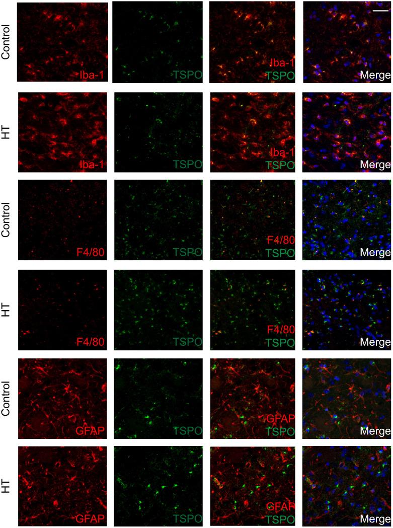 https://cdn.ncbi.nlm.nih.gov/pmc/blobs/6085/7977466/afd8d3e713c1/thnov11p4030g007.jpg
