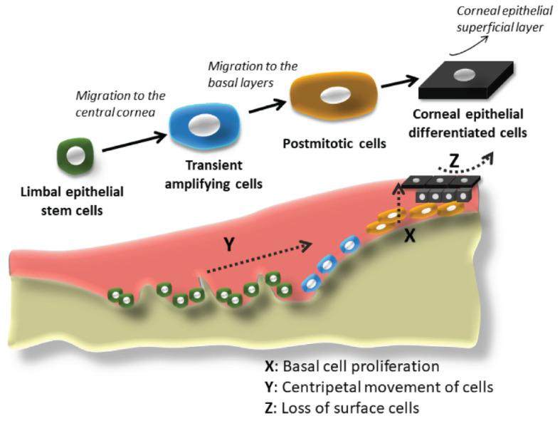 https://cdn.ncbi.nlm.nih.gov/pmc/blobs/6086/8466237/82000ab10322/pharmaceutics-13-01483-g001.jpg